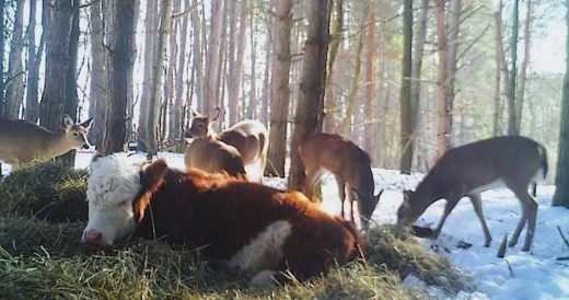 Scared Calf Gets Adopted By Family Of Deer