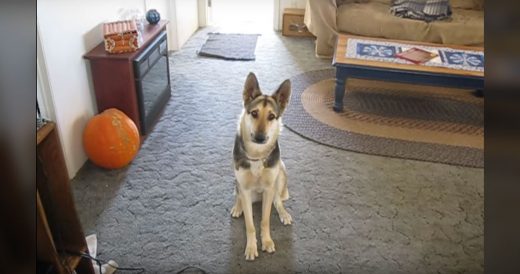 Dad Demonstrates German Shepherd’s Comedic Trick