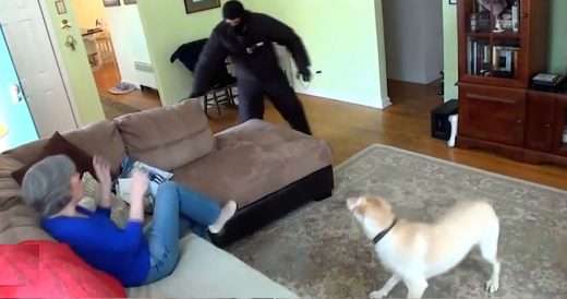 Dogs Are Put To The Test In Staged Burglar Scenario