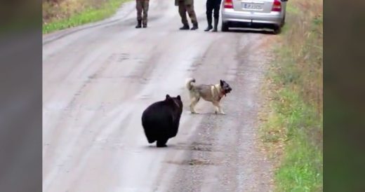 3 Men Are Dumbfounded When Dog Emerges From Woods Chasing Down A Baby Bear