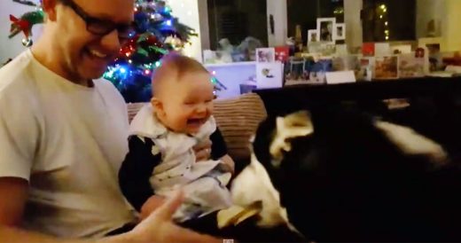 Baby Sits Quietly In Dads Lap Until The Family Dog Starts A Game Of Fetch