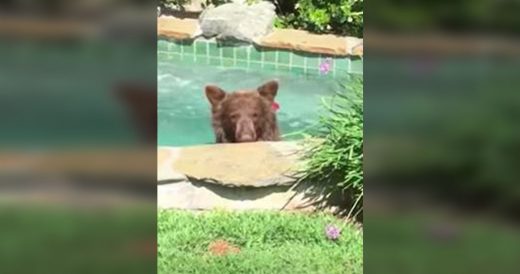 Bear Sneaks Into Backyard And Enjoys A Drink And Jacuzzi Swim