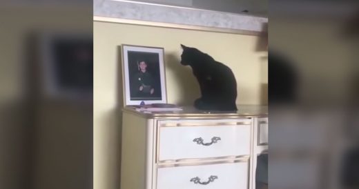 Black Cat Won’t Stop Staring At Navy Officer’s Photo. Then Mom Pieces Togeth...