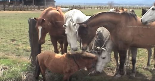 Miniature Stallion Becomes Friendly With The Other Horses