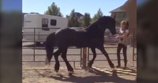 Excited Horse Can’t Slow Down When Owner Calls Out For Him