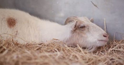 Goat And Donkey Best Friends Are Reunited