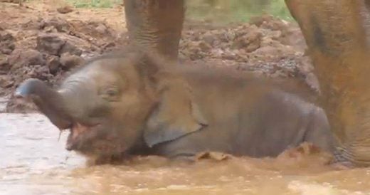 Baby Elephant Runs Ahead Of Mom To Play In Mud