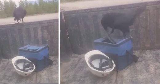 Man Can’t Figure Out Who’s Having His Lunch Until He Sets Up Camera And The ...