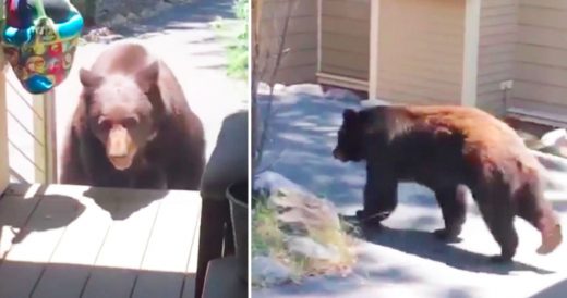 Curious Bear Is Sent Running After Woman Unleashes Her Voice