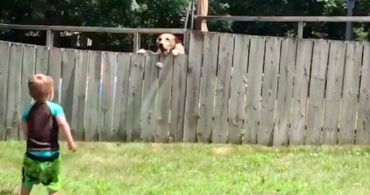 Little Boy Throws Ball Over Fence And Plays Catch With Dog