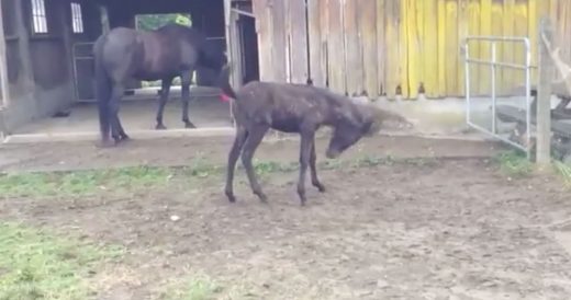 Baby Mule Stumbles As She Plays Around