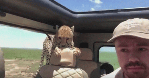 Cheetah Jumps Into Safari Car And Man Records It Happening