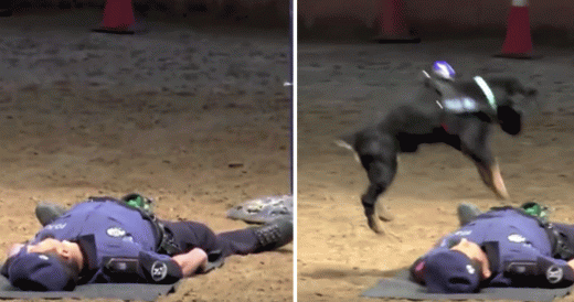 Dog Performs CPR On Officer For Video Demo