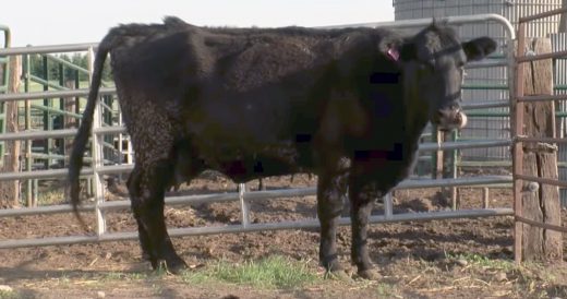 Cow Gives Birth To Four Calves