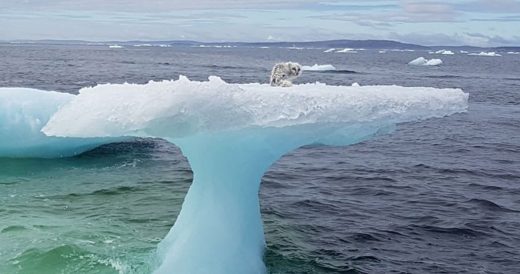 Arctic Fox Stranded Miles From Shore On An Iceberg Is Rescued