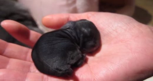 Newborn Bunny Takes Nap In Owner’s Palm