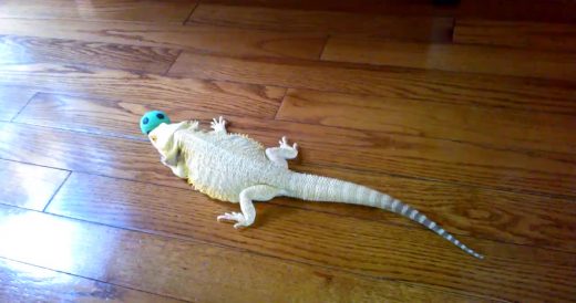 Bearded Dragon Finds Interest In Rubber Ball, And The Internet Is Amused