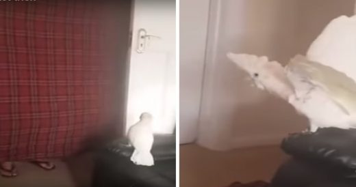 Cockatoo Is Confused When Owner Disappears During The ‘Fluff Challenge’ Tric...