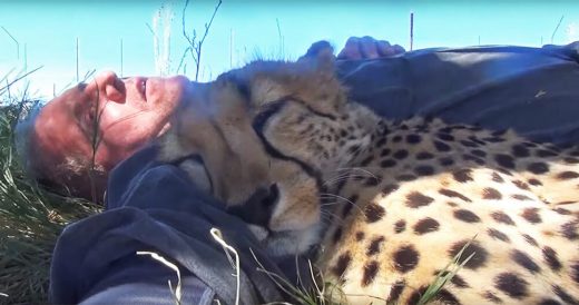 Man Was Taking A Nap Under Shade When Cheetah Joins Him