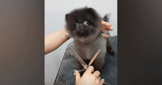 Pup Bursts Into Impromptu Dance Routine At The Groomers