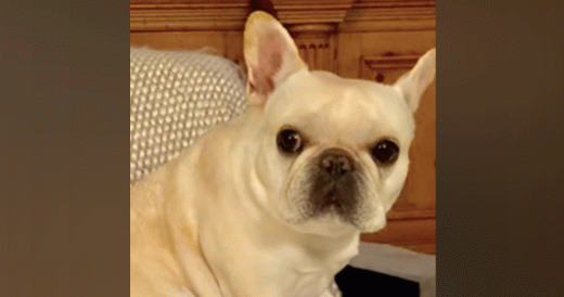 French Bulldog Struggles To Breathe On Plane Ride. Flight Crew Steps In To Help.