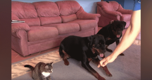 Cat Joins In On Dog Training Session