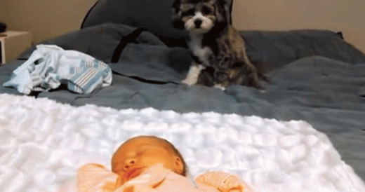 Parents Call Family Dog In To Meet Newborn, When She Enters The Room She Looks C...