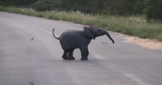 Baby Elephant Plays With Flock Of Birds