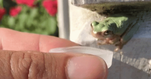 Woman Offers Frog Water To Drink And He Jumps Into It