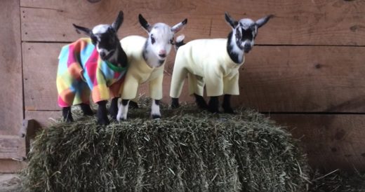 Baby Pygmy Goats Dressed In Pyjamas Have A Party In The Barn