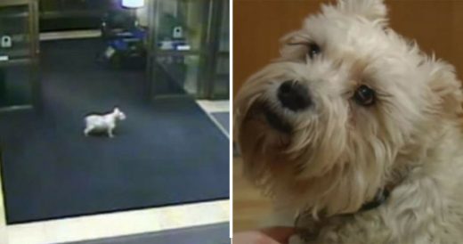 Dog Tracks Her Owner 15 Blocks Away At The Hospital