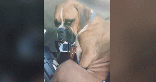 Mom Tells Pup To Get Out Of The Child’s Car Seat