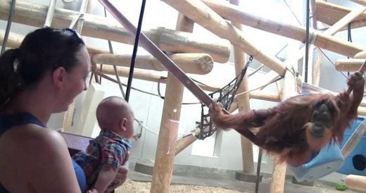 Orangutan Interacts With Baby Through Window