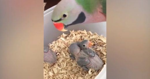 Parakeet Says Good Morning To His Babies