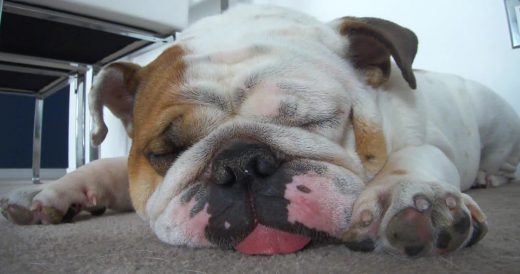 Porkchop The Snoring Bulldog Gives His Owner A Sloppy Greeting