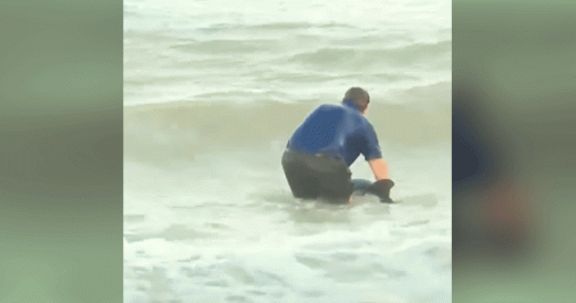 Reporter Is In Middle Of Newscast When He Jumps Into Water To Save Dolphin