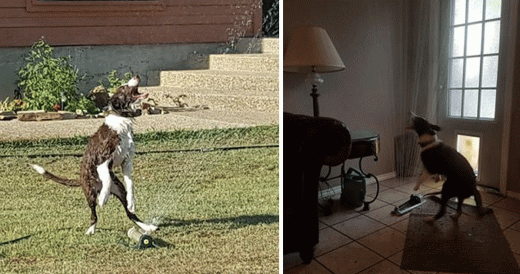 Clever Dog Brings Sprinkler Indoors To Beat The Heat