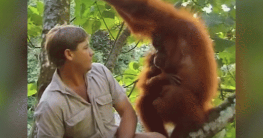 Steve Irwin Sits In A Tree With Momma Orangutan And Her Baby