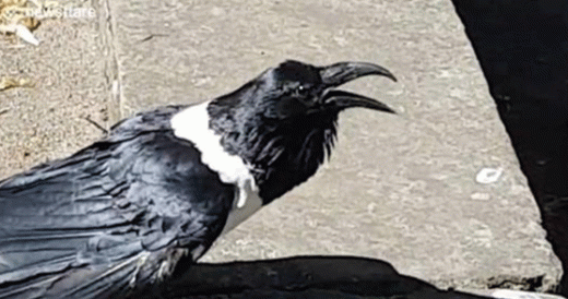 Raven Begins To Talk At Knaresborough Castle