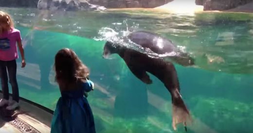 Little Girl And Sea Lion Play Tag