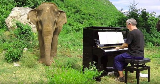 Man Plays Piano For Blind Elephant