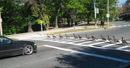 Flock Of Geese Crowd Street Corner And Use The Crosswalk