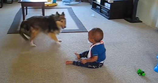 Dog Jumps Around And Makes Little Boy Laugh