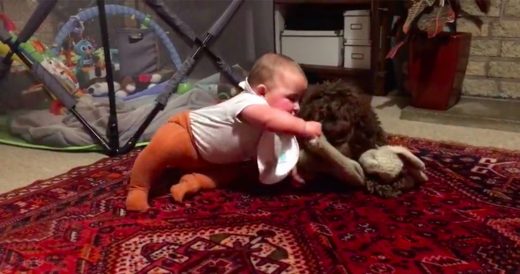 Baby And Labradoodle Fight Over Stuffed Toy