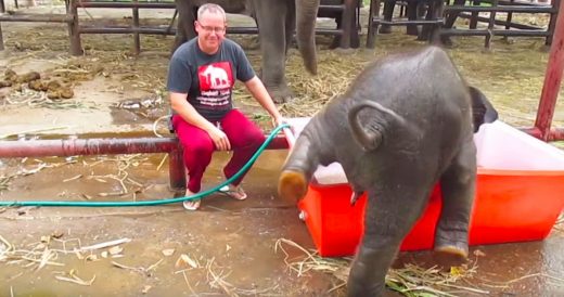 Baby Elephant Clumsily “Dives” In For Bath Time