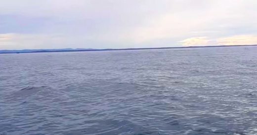 Whale Jumps Up From Water Right Next To Boat