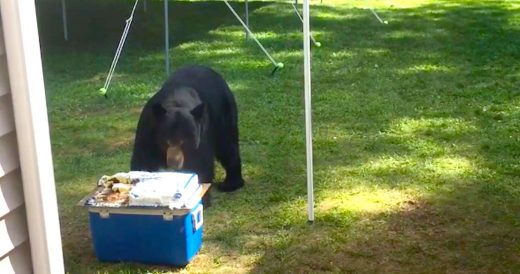 Bear Eats Birthday Cake