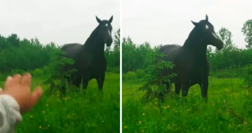 Horse Dances Along To Fleetwood Mac Song