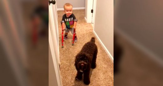 Toddler Walks For The First Time Alongside The Family Dog