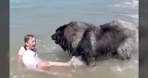 Huge Fluffy Dog Guards Girl In The Water